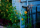 sunflower garden5